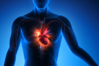 Illustration des Herz-Kreislaufsystems im menschlichen Körper